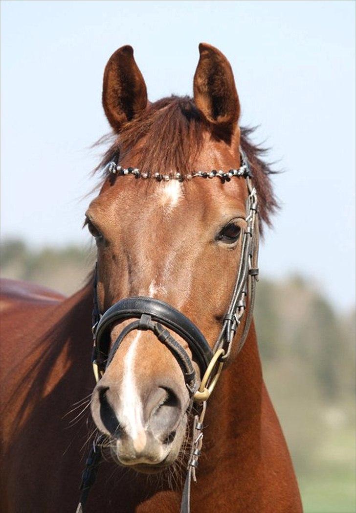 DSP Cirkeline billede 1