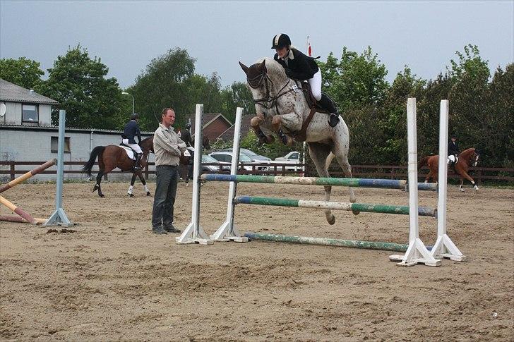 Anden særlig race Skonhøjs Murinho - På opvarmningen i Grenaa inden DSA :) billede 9