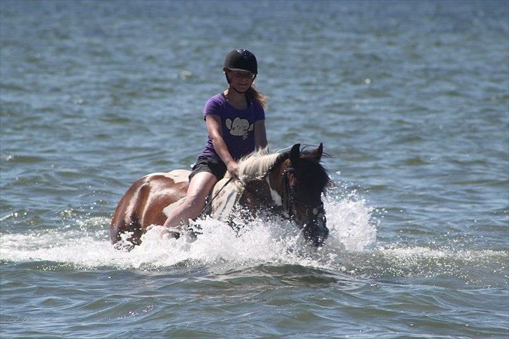 Irish Cob Dancer *Min pige<3* - i vandet for første gang<3Foto: Maria E billede 19