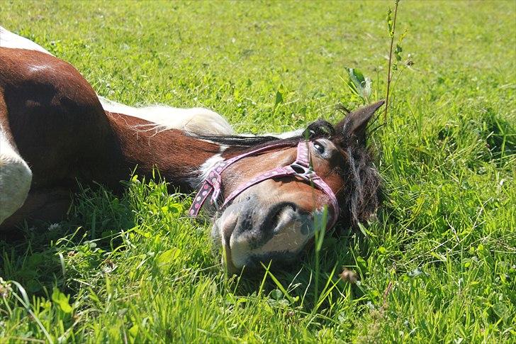 Irish Cob Dancer *Min pige<3* - uforglemmelig ridelejr 2011<3 billede 20