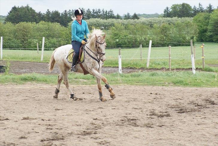 Anden særlig race Skonhøjs Murinho - Træning billede 11