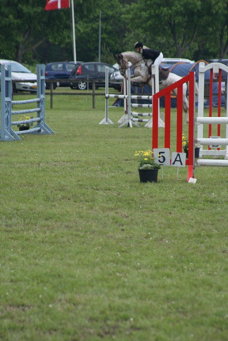 Anden særlig race Skonhøjs Murinho - Plet til DSA i Grenå, hvor han gik med en karakter på 7,9 og blev nr. 2 :) billede 12