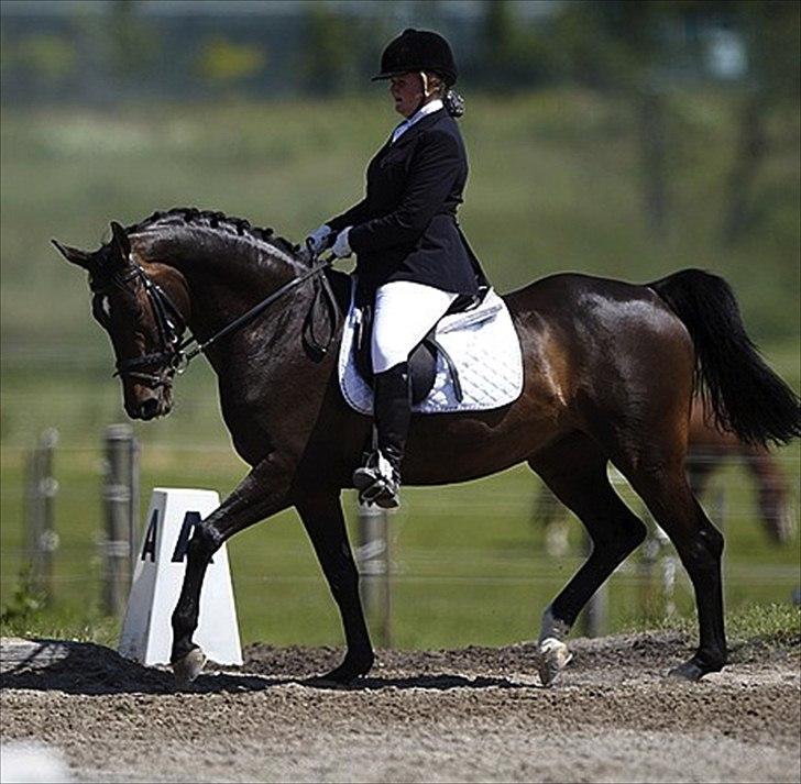 Dansk Varmblod Rubina Imhoff "Rubbies" billede 20