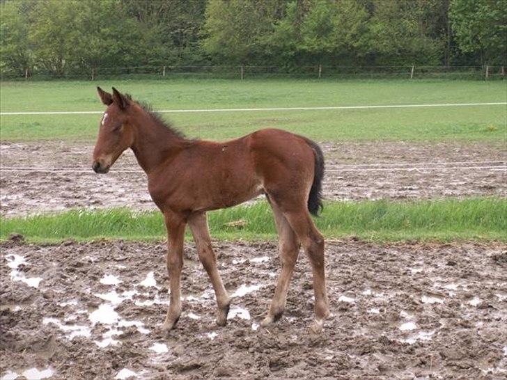 Traver Oscar Fønix - Oscar som baby <3 billede 13