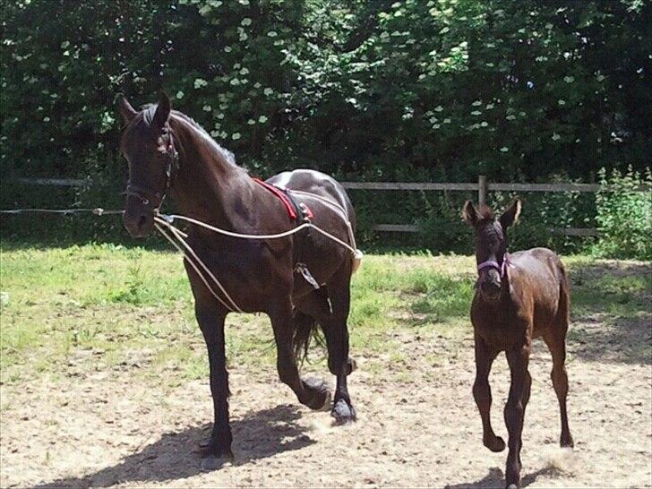 Frieser Hilda - Hilda er godt igang med sin genoptræning :-)  billede 19