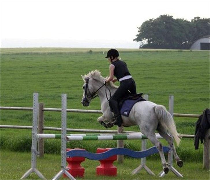 Connemara Philipstatt's Gaia, min soulmate - 07-Jun-2011 billede 7