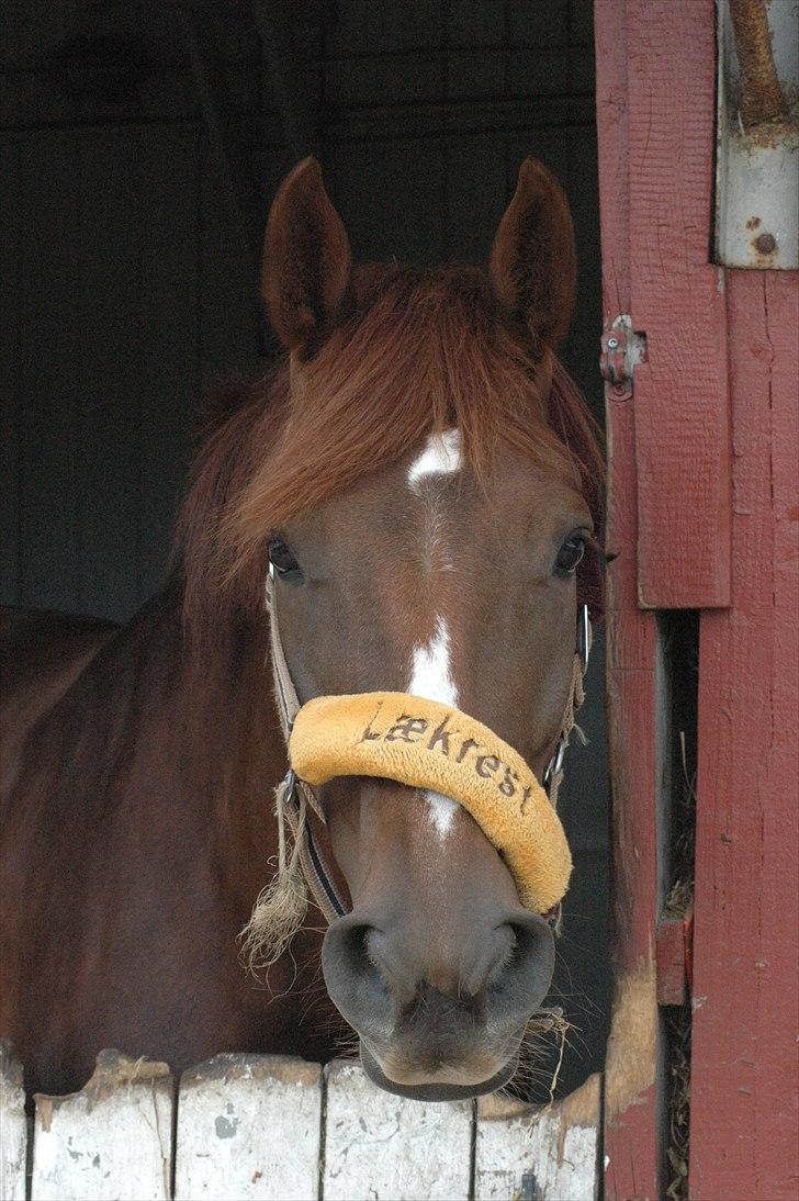 Dansk Varmblod Appassionata - Juni 2011 *Foto: Mig* billede 10