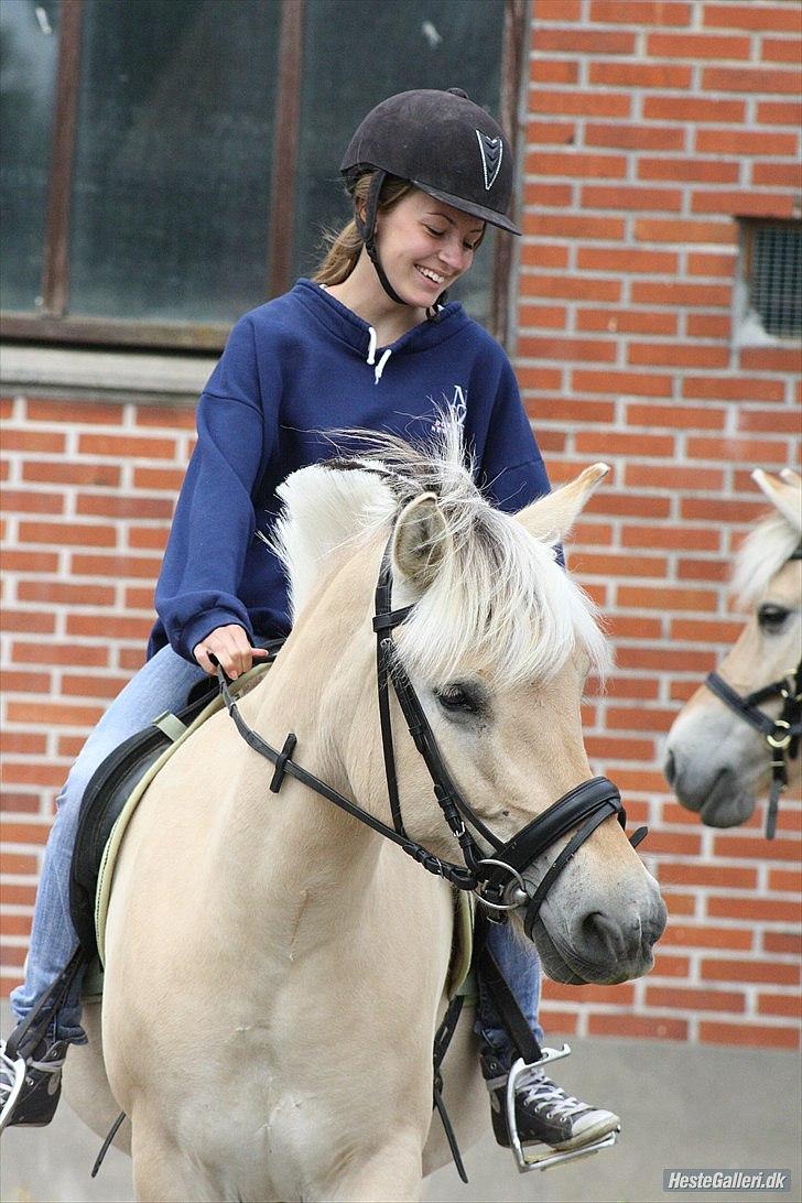 Fjordhest Bibi  - &quot;det smukkeste i verden kan ikke ses med &#248;jnene, det skal f&#248;les med hjertet&quot; billede 7