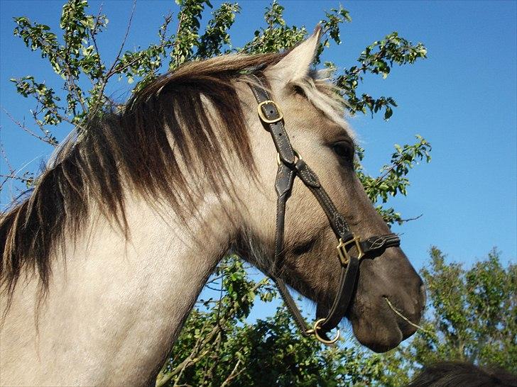 Anden særlig race Friser/fjord hoppen Mysla billede 16