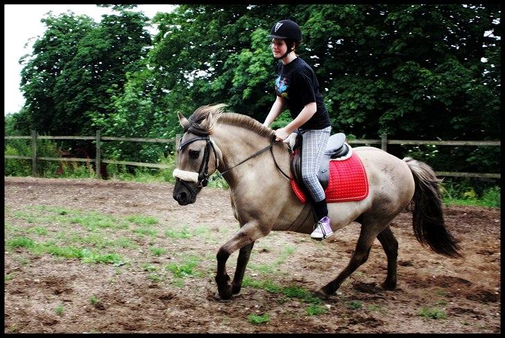 Anden særlig race Bailey - Vi er kommet godt i gang med at øve kort galop, han vil dog stadig gerne løbe..  billede 18