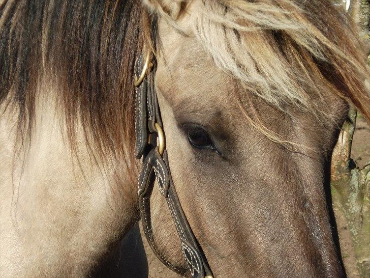 Anden særlig race Friser/fjord hoppen Mysla billede 3