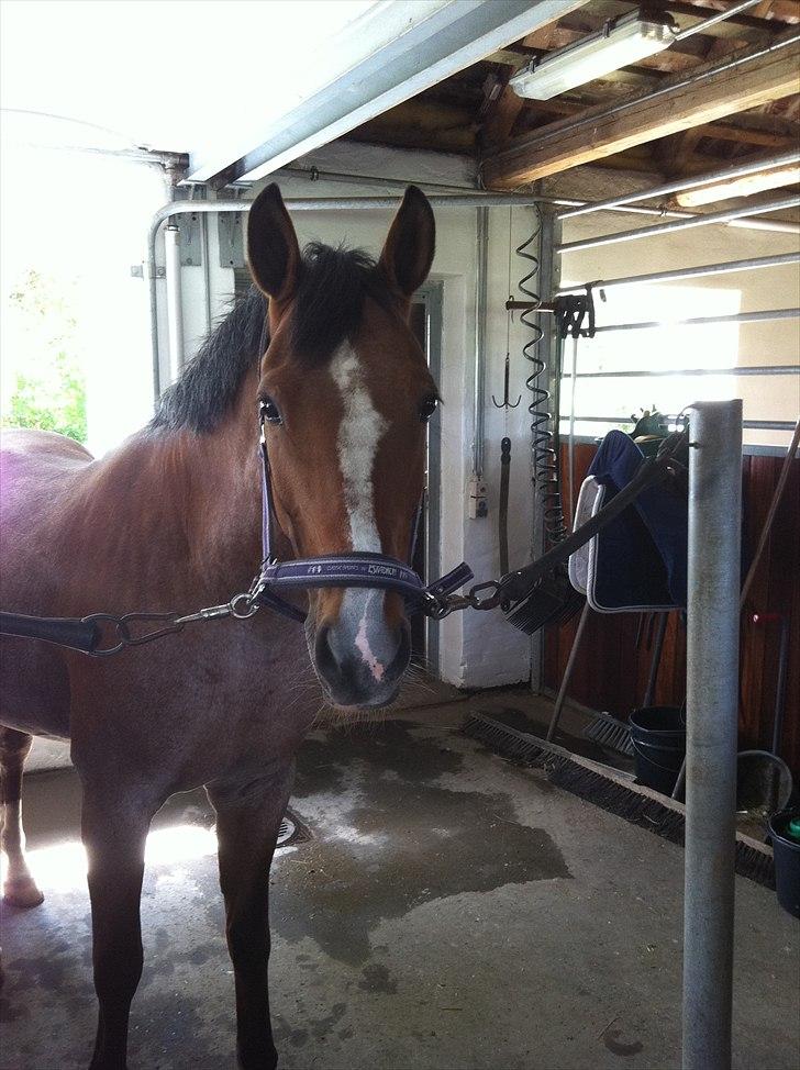 Hollandsk Sportspony Miss-Shadow (Aflivet) - På staldgangen (Troldestalden) billede 10