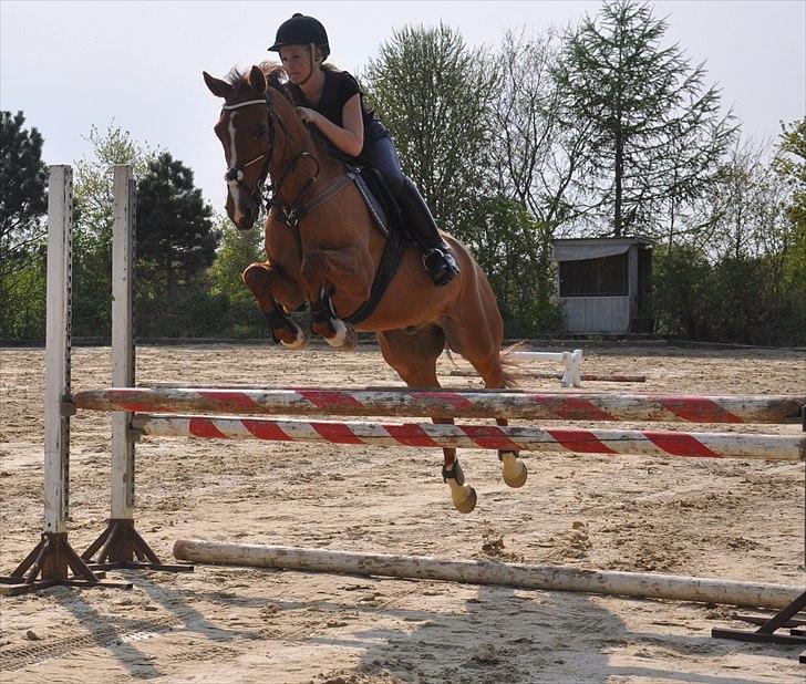Hollandsk Sportspony Cesar solgt :( - #5. Springtræning på en dejlig pony! <3
Foto: Melika Andersen billede 3
