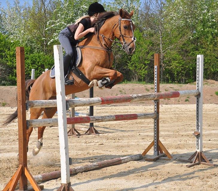 Hollandsk Sportspony Cesar solgt :( - #2. Springtræning 130, min skønne pony *-:
Foto: Melika Andersen billede 2