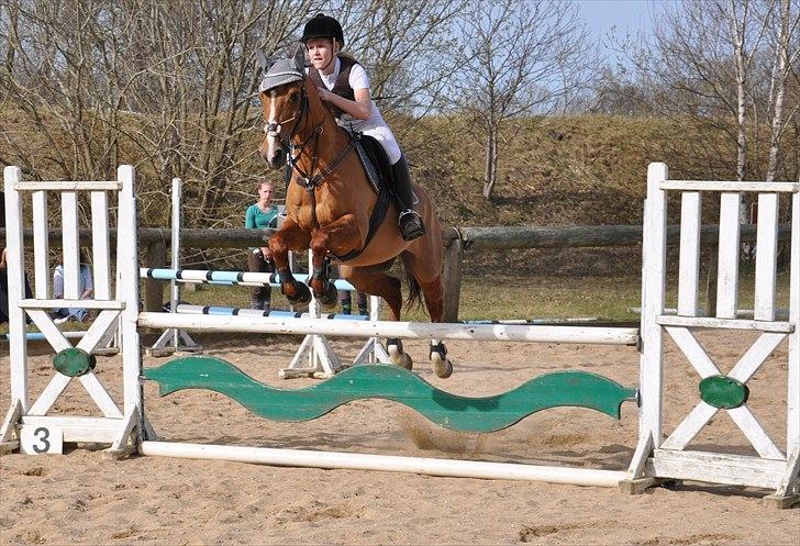 Hollandsk Sportspony Cesar solgt :( - #8. LB2** i Malling 1. plads <3
Foto: Melika Andersen billede 6