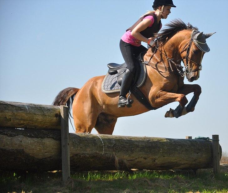 Hollandsk Sportspony Cesar solgt :( - Millitary træning <3
Foto: Amalie Winther billede 10