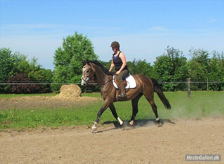 Dansk Varmblod Lyngbjergs Cannon Ball  - Trav. 29/6-11 Foto: Anette. billede 1