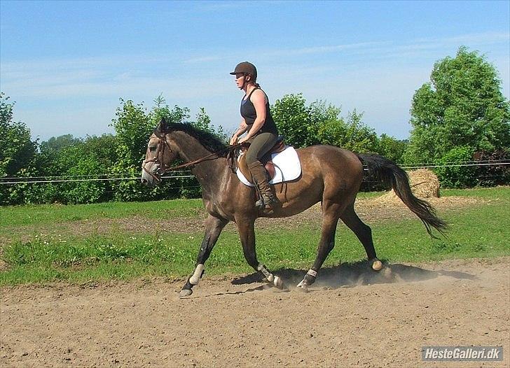 Dansk Varmblod Lyngbjergs Cannon Ball  billede 14