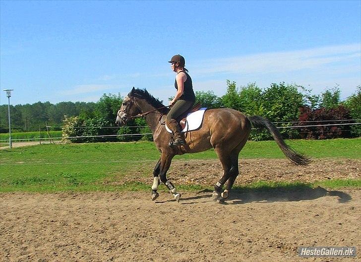 Dansk Varmblod Lyngbjergs Cannon Ball  - Galop. 29/6-11 Foto: Anette. billede 15