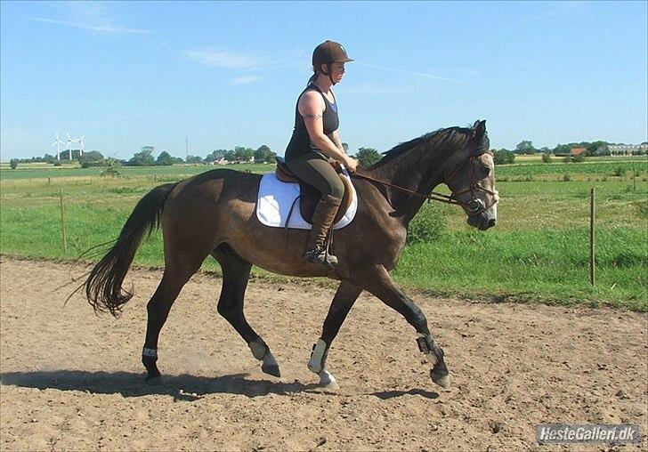 Dansk Varmblod Lyngbjergs Cannon Ball  billede 16