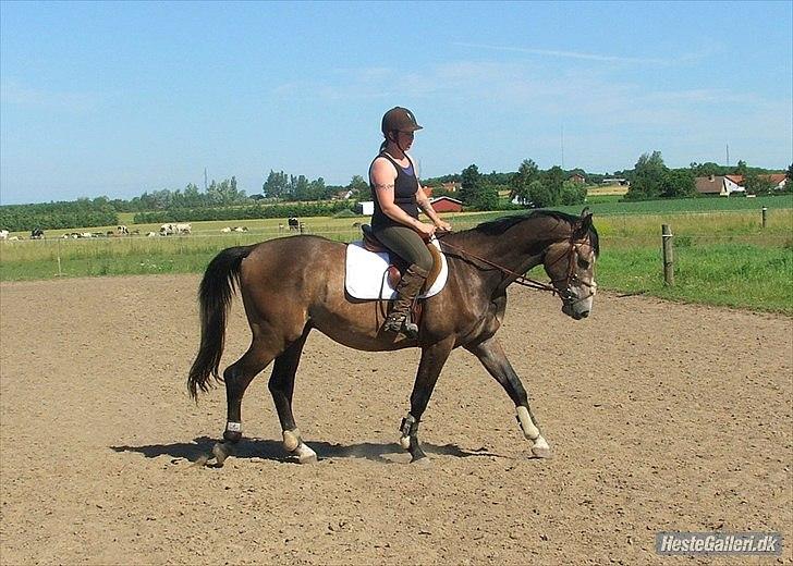 Dansk Varmblod Lyngbjergs Cannon Ball  billede 17