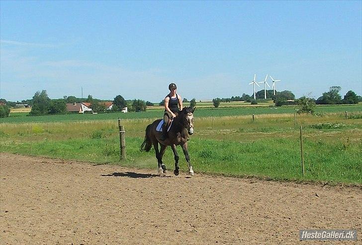 Dansk Varmblod Lyngbjergs Cannon Ball  billede 18