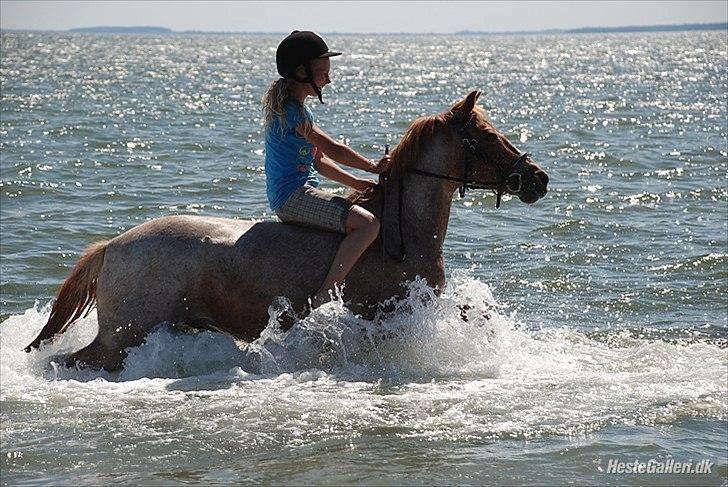 Hollandsk Sportspony billy boy! - billy: uhh det sjovt!<3 billede 1