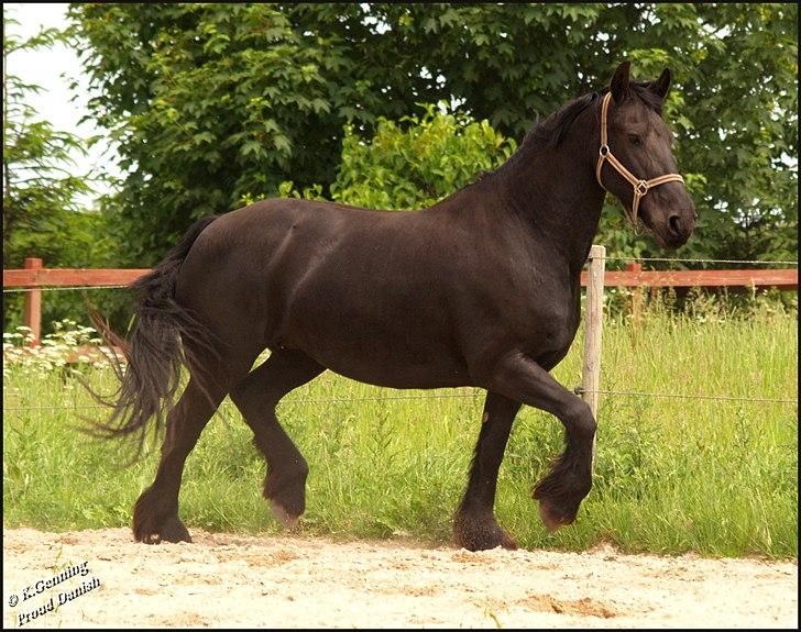 Frieser Eenskje - Juni billede 2