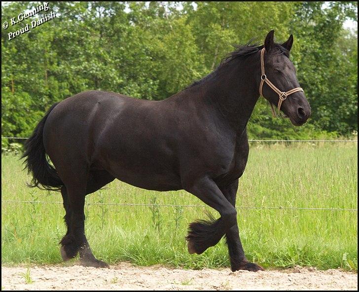 Frieser Eenskje - Juni billede 4