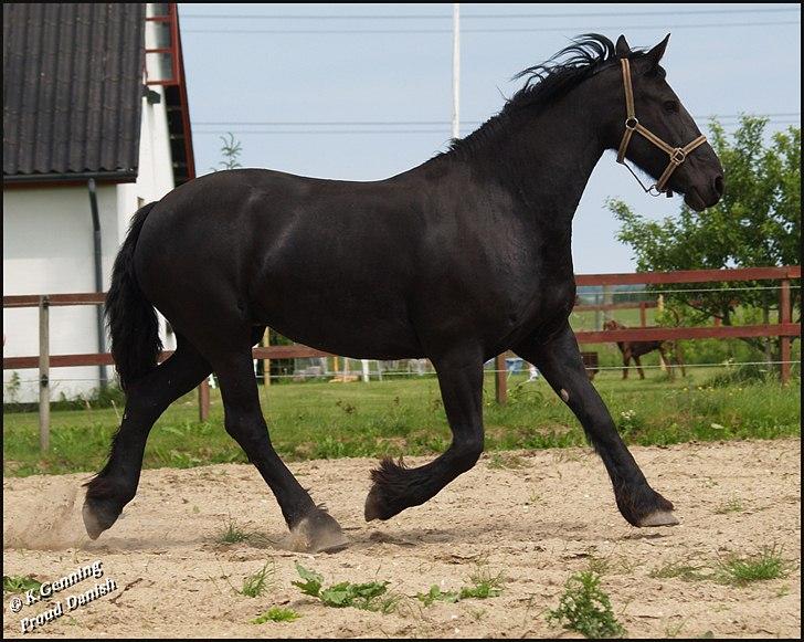 Frieser Eenskje - Juni billede 3