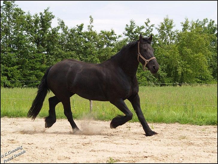 Frieser Eenskje - Juni billede 5