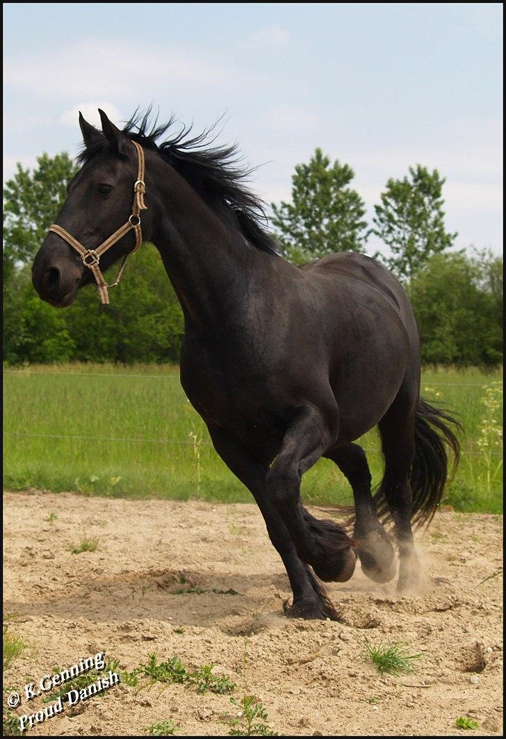 Frieser Eenskje - Juni billede 6