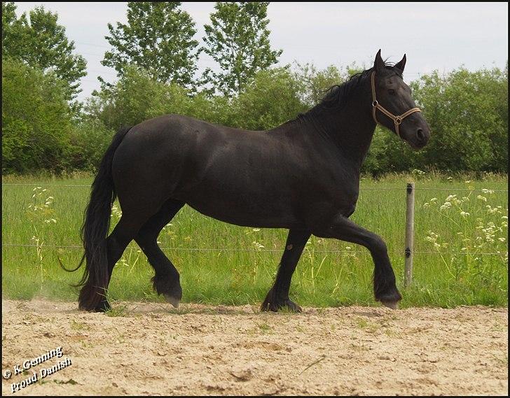 Frieser Eenskje - Juni billede 7