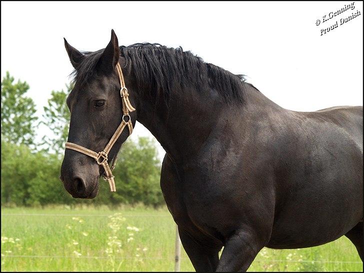 Frieser Eenskje - Juni billede 1