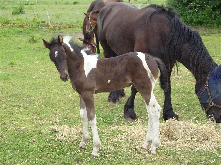 Tobiano Friesian Lancelot 1 PRÆMIE VED KÅRINGEN 24 marts 2012 bilun billede 12