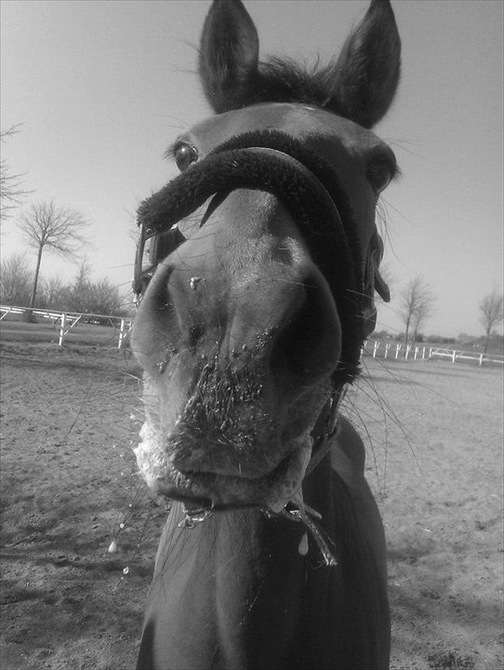 Anden særlig race Esmaralda "A-pony" SOLGT - Ralde er hyggelig <3 billede 5