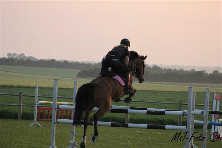 Anden særlig race Esmaralda "A-pony" SOLGT - Træning 2011. MA** 3, kombination billede 6