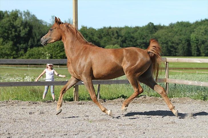 Arabisk fuldblod (OX) DY Shahlia - Shahlia på ridebanen, 28. juni 2011. Foto: Mig billede 4