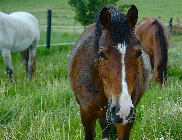 New Forest Mondi Fruedal - verdens smukkeste pony <3 billede 12