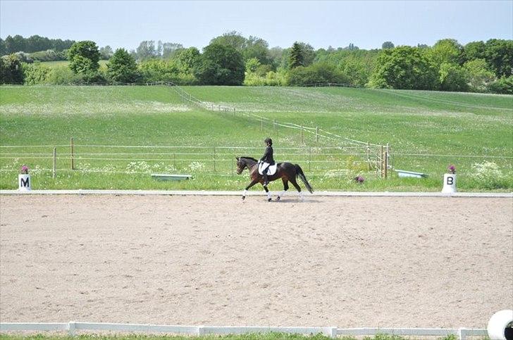 Anden særlig race Fiona `Gammel part` -  Stævne på ROR vi red LC3. Foto: mor billede 2