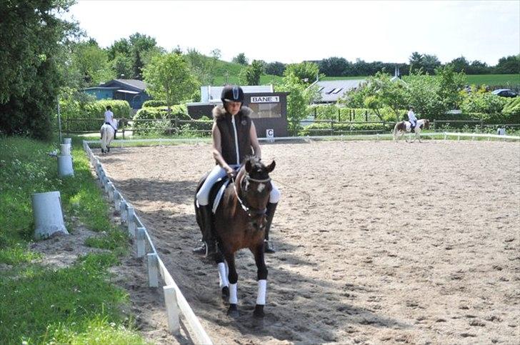 Anden særlig race Fiona `Gammel part` billede 10