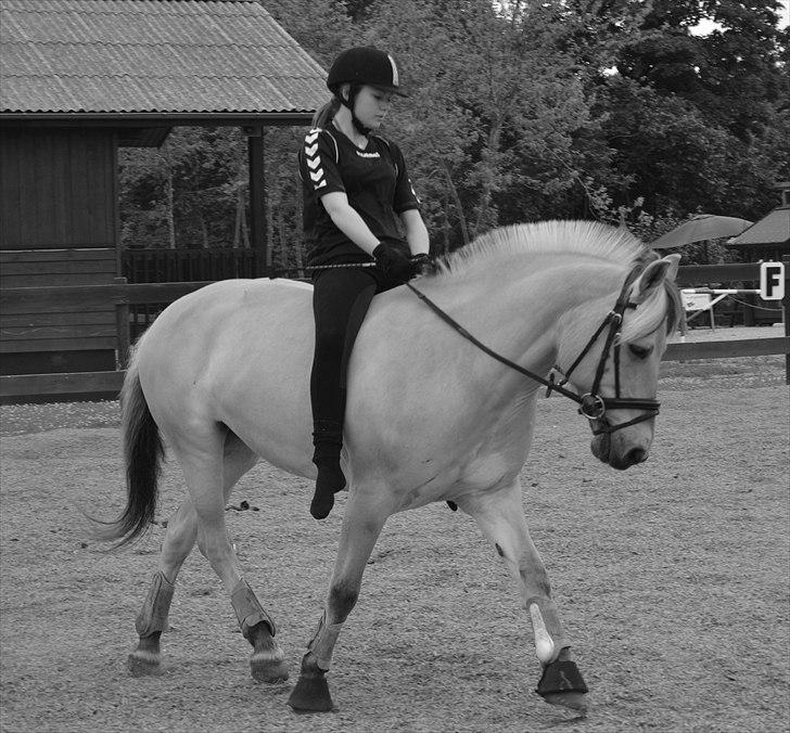 Fjordhest Bredekærgårds Tea R.I.P billede 8