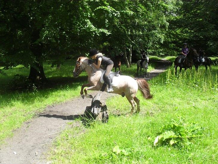 Anden særlig race Spiderman  (Napoli) - vi springer kævler i hareskoven ;) billede 5