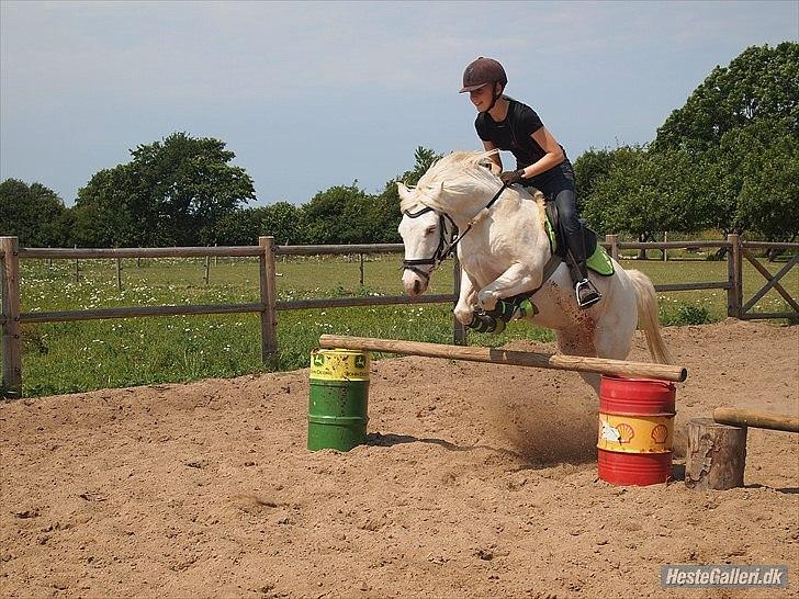 Anden særlig race Kenzo A-PONY billede 14