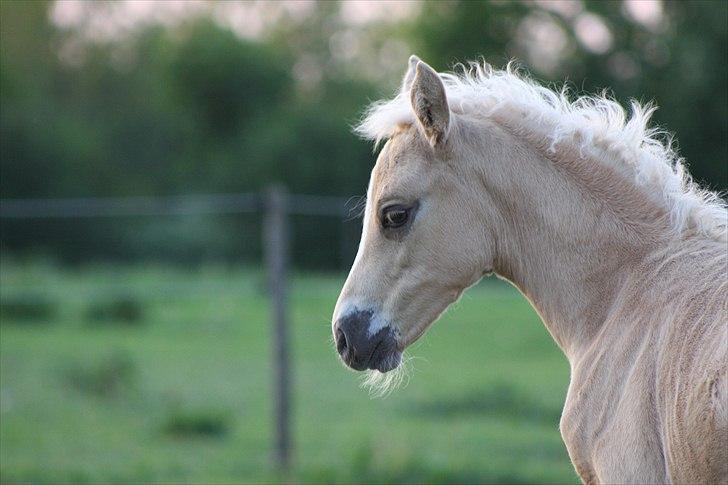 Palomino Romeo´s Lotus - Tænker tænker billede 5