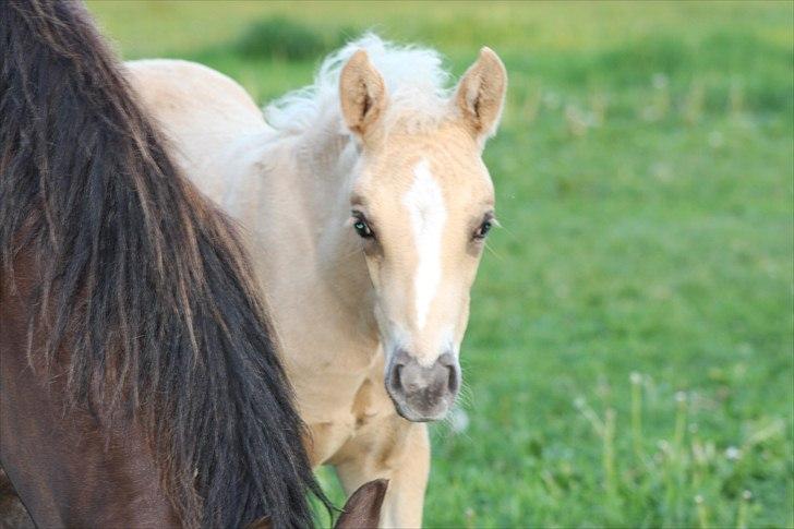 Palomino Romeo´s Lotus - Det er nu godt at have en mor, så er der altid en madpakke. billede 7