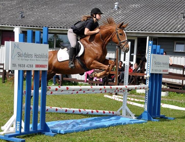 Dansk Varmblod Stedets Leda AkA Hoppebolden.. - 1) Velkommen til Leda's profil, håber i vil ligge en kommentar og en bedømmelse!
Så bliver vi glade:-) billede 1