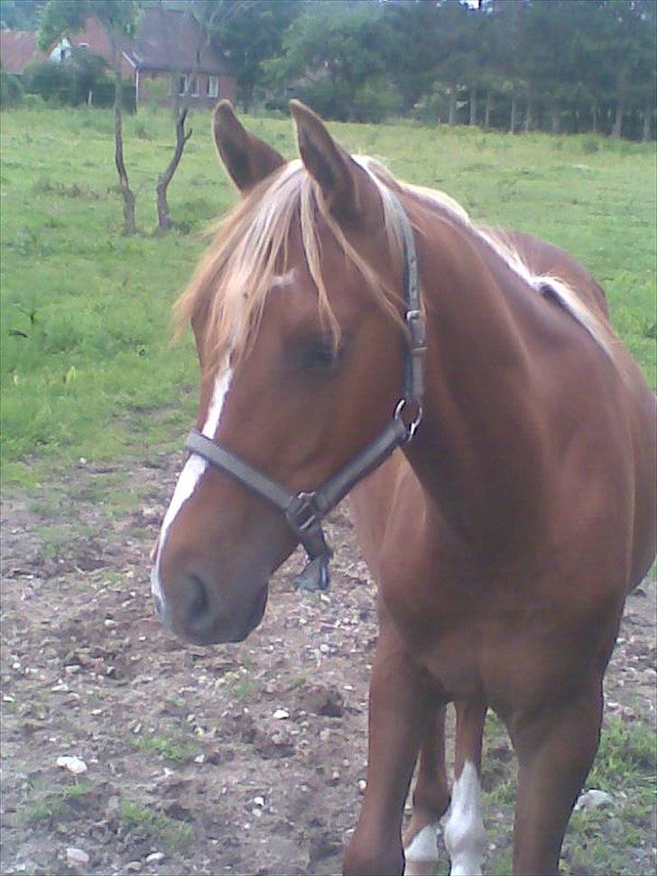 Anden særlig race Farmens Joey billede 14