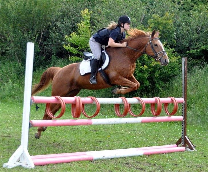 Dansk Varmblod Stedets Leda AkA Hoppebolden.. - 9)"Den bedste måde at forudse din fremtid på - er ved at skabe den selv." billede 9