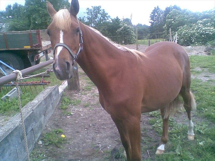 Anden særlig race Farmens Joey billede 15